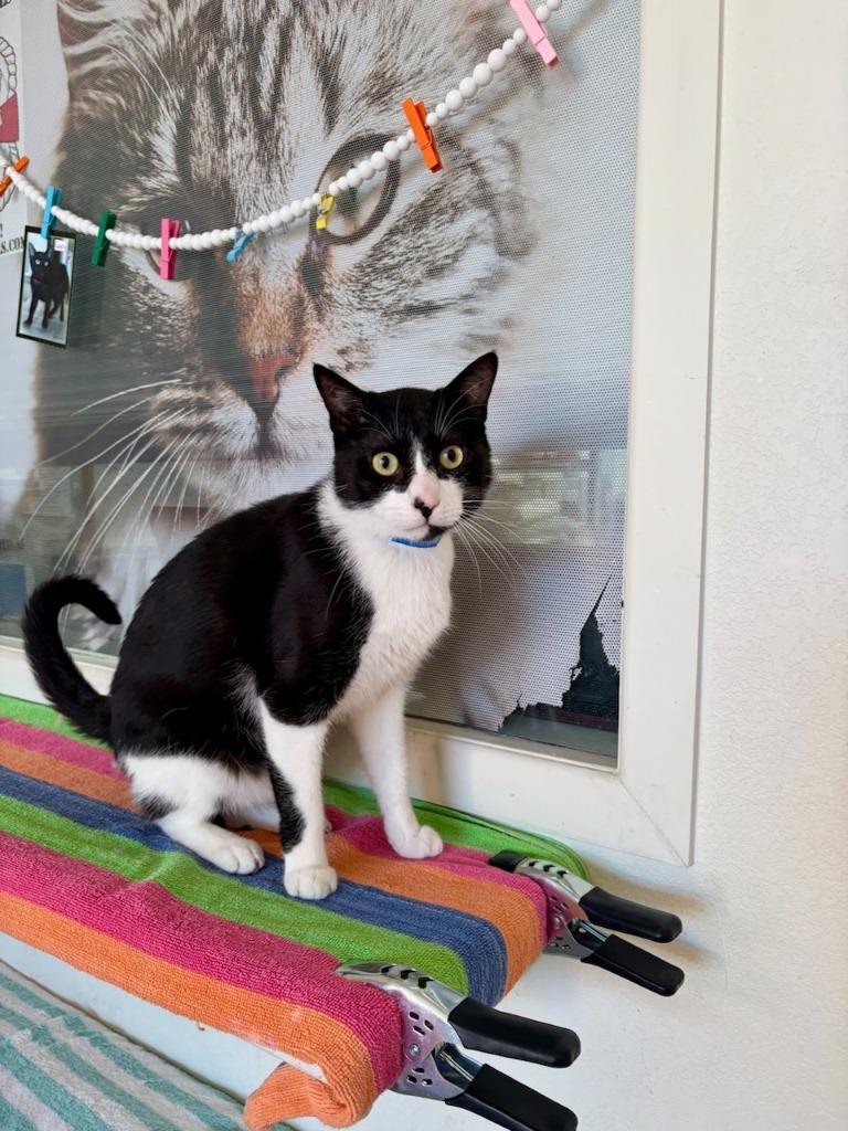 Enlarge Mesa, a Adoptable mixed breed in San Pedro, CA image 2/2