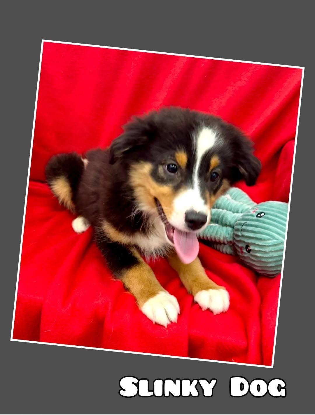 Enlarge Slinky Dog, a Adoptable Australian Shepherd in East Sparta, OH image 2/2