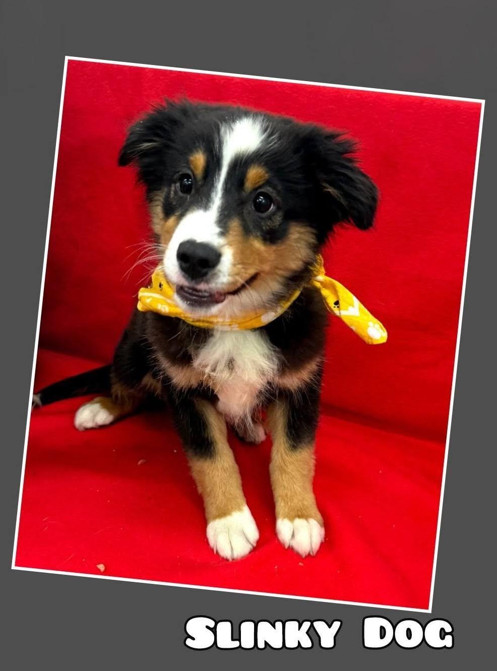 Slinky Dog, Adoptable, Puppy Male Australian Shepherd.