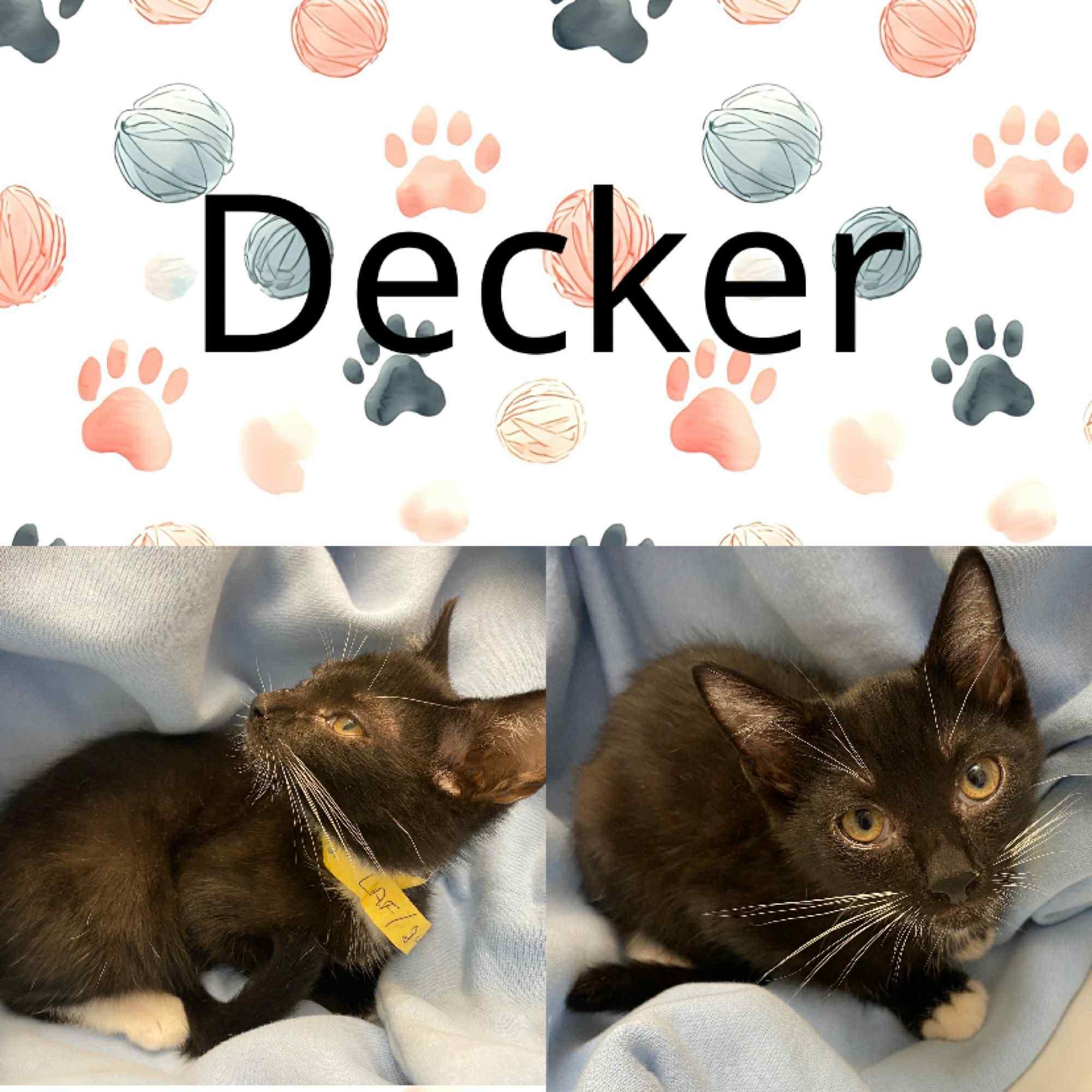 Decker