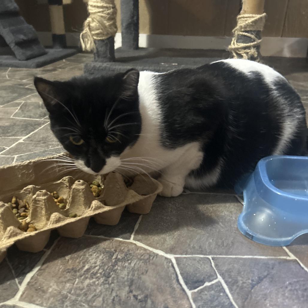 Katie Cat, Adoptable, Young Female Domestic Short Hair.