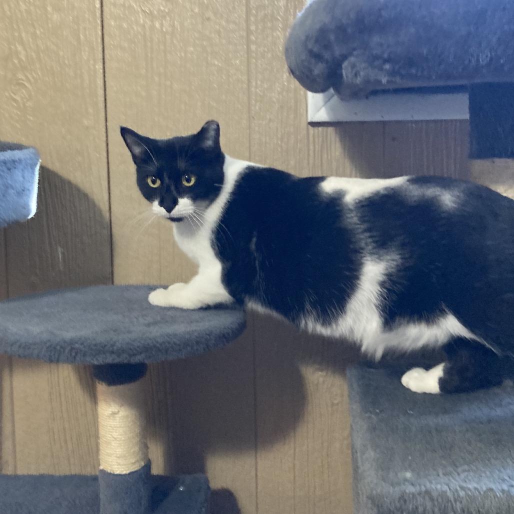 Enlarge Katie Cat, a Adoptable Domestic Short Hair in Marion, IL image 2/4