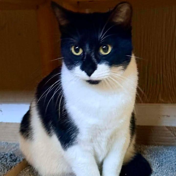 Enlarge Katie Cat, a Adoptable Domestic Short Hair in Marion, IL image 3/4