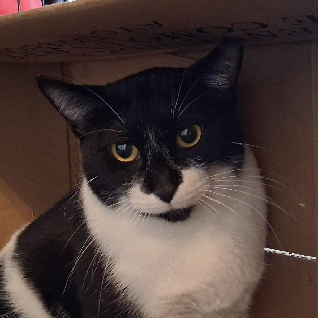 Enlarge Katie Cat, a Adoptable Domestic Short Hair in Marion, IL image 4/4