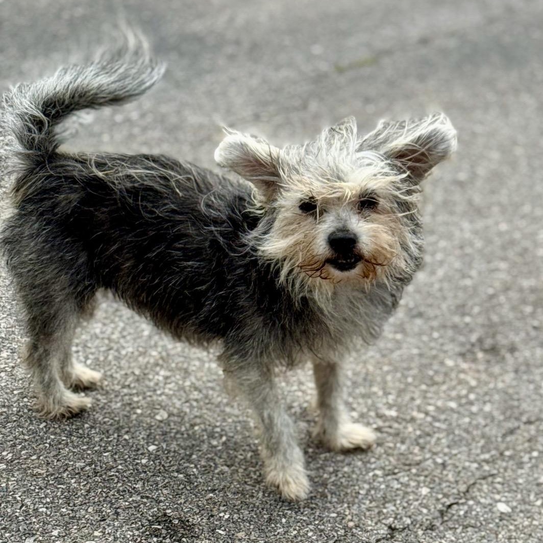 Trixie , a ADOPTABLE mixed breed in Pelham, NH image 6/6