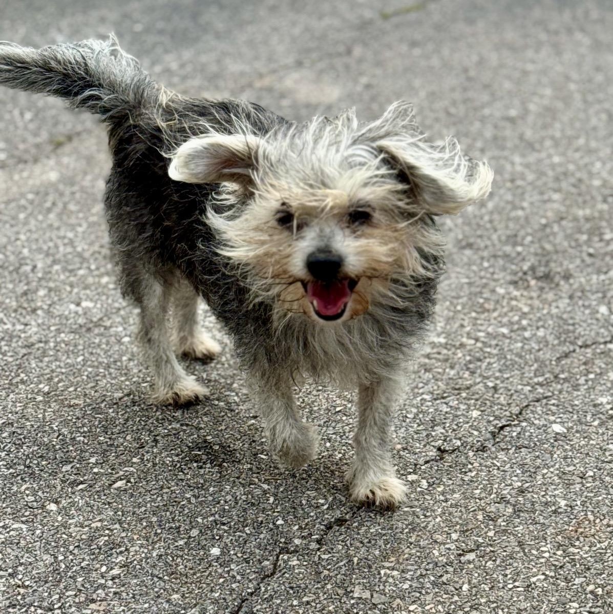 Trixie , a ADOPTABLE mixed breed in Pelham, NH image 3/6