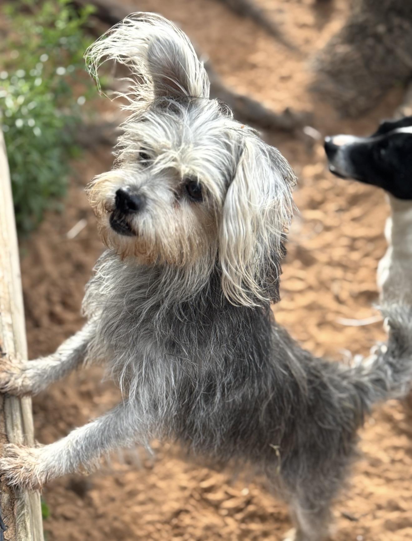 Trixie , a ADOPTABLE mixed breed in Pelham, NH image 5/6
