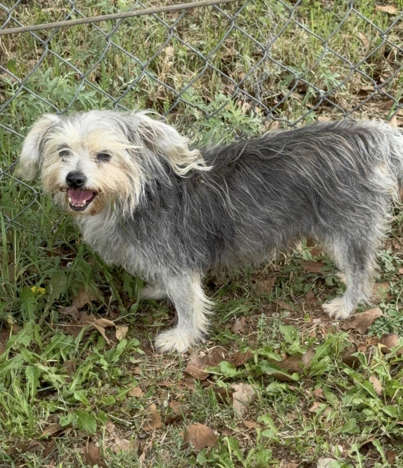 Trixie , a ADOPTABLE mixed breed in Pelham, NH image 4/6