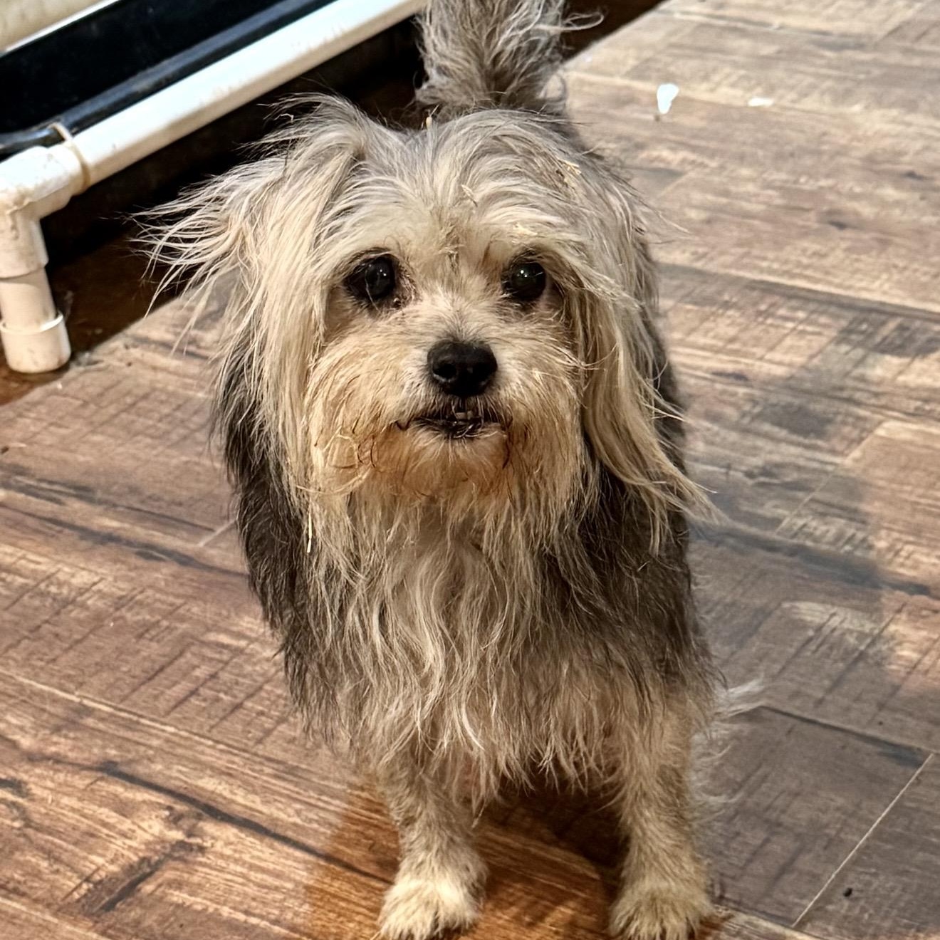 Trixie , ADOPTABLE, Adult Female Shih Tzu & Mixed Breed.