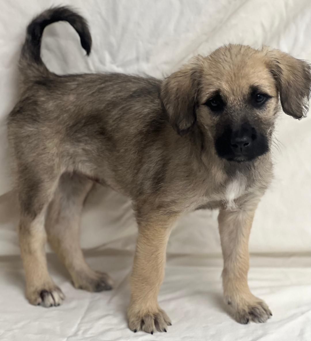 Oakley (fostered in new england), a Adoptable mixed breed in Milford, MA image 3/6