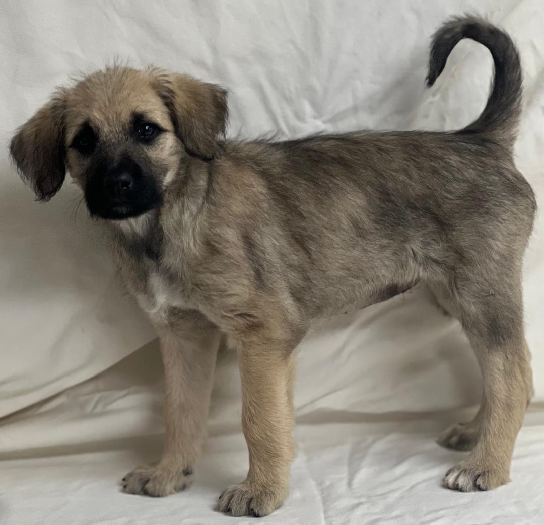 Oakley (fostered in new england), a Adoptable mixed breed in Milford, MA image 4/6