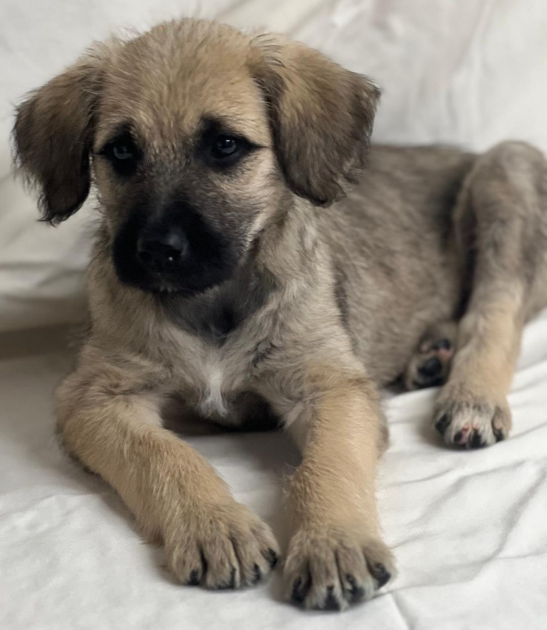 Oakley (fostered in new england), a Adoptable mixed breed in Milford, MA image 6/6