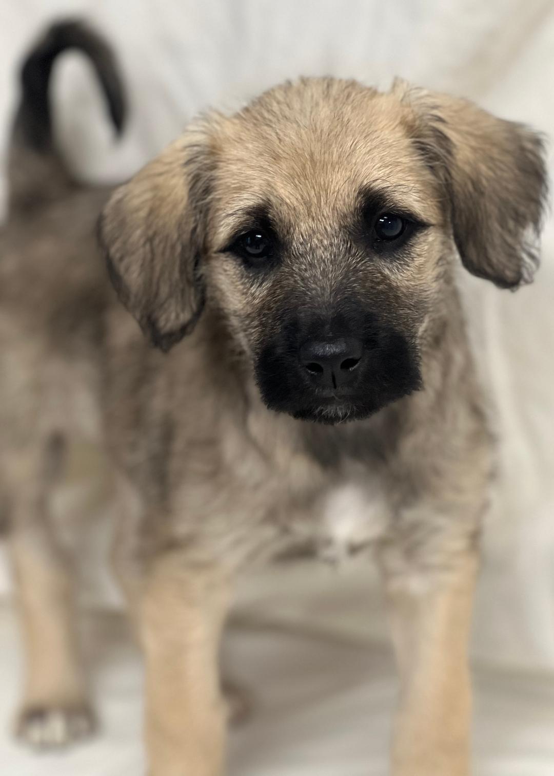 Oakley (fostered in new england), a Adoptable mixed breed in Milford, MA image 5/6