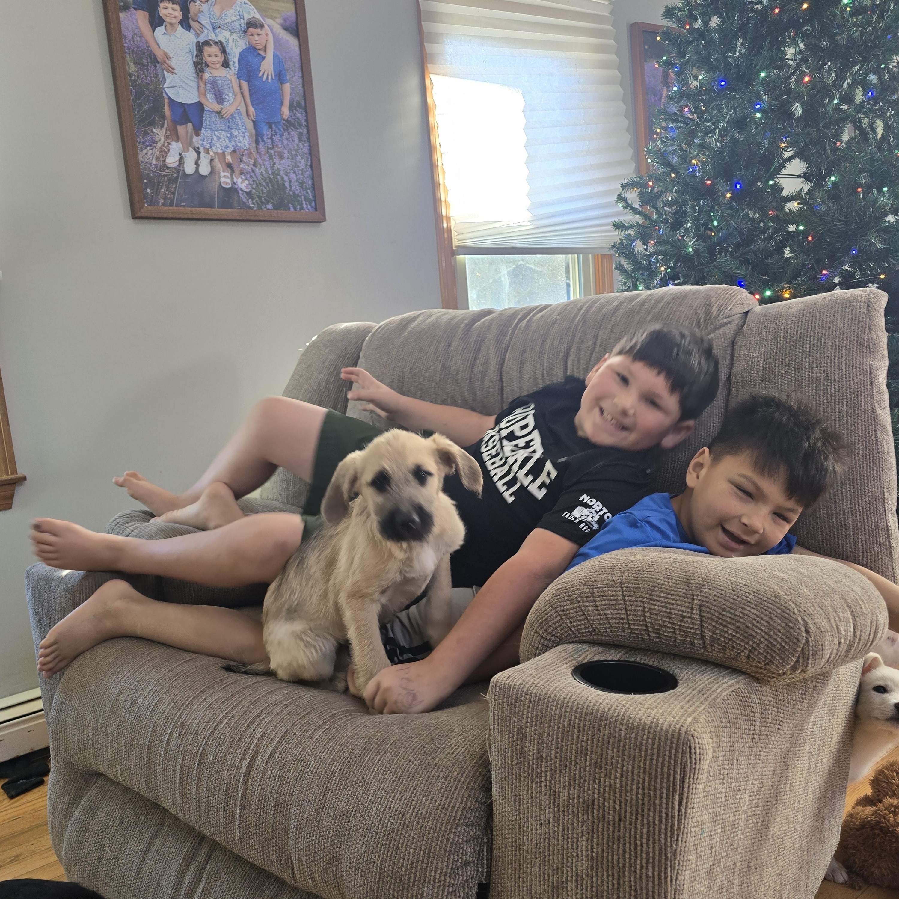 Oakley (fostered in new england), Adoptable, Puppy Female Australian Shepherd & Labradoodle.