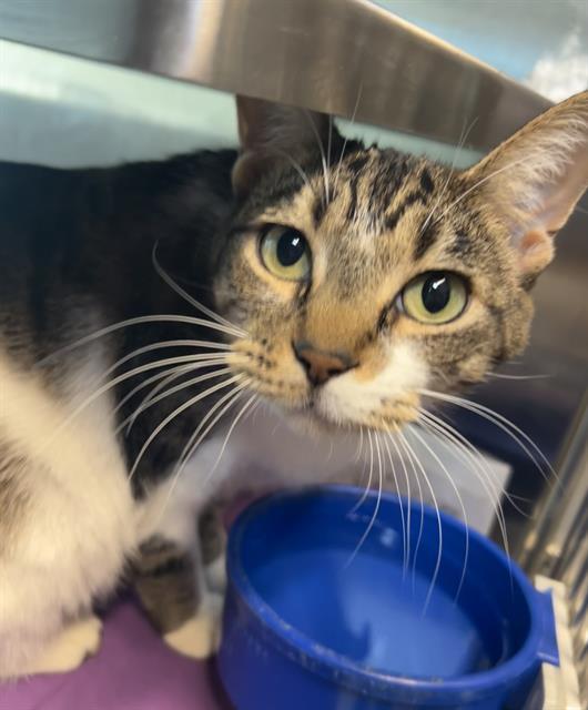 Enlarge EVANGELINA, a Adoptable Domestic Short Hair in Baytown, TX image 1/1