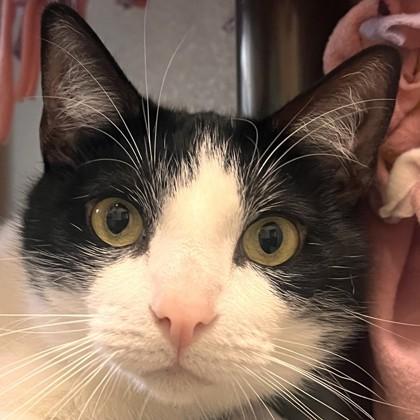 Loki, Adoptable, Adult Male Domestic Short Hair & Domestic Short Hair.