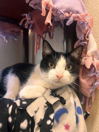 Enlarge Loki, a Adoptable Domestic Short Hair in Pleasanton, CA image 2/3