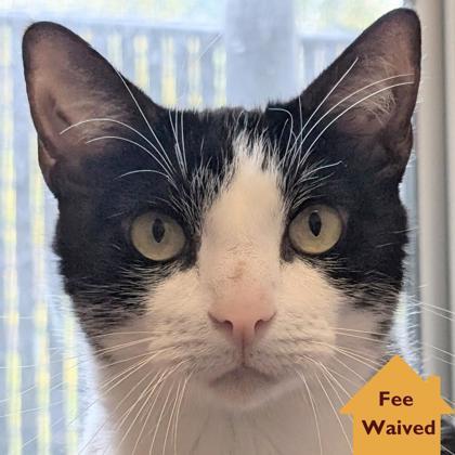 Loki, Adoptable, Adult Male Domestic Short Hair & Domestic Short Hair.