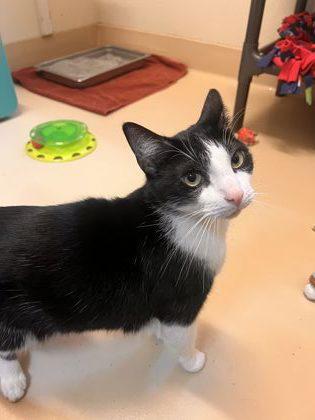 Enlarge Loki, a Adoptable Domestic Short Hair in Pleasanton, CA image 3/3