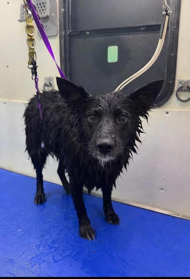 Enlarge Bear, a Adoptable Border Collie in Elk, WA image 5/6