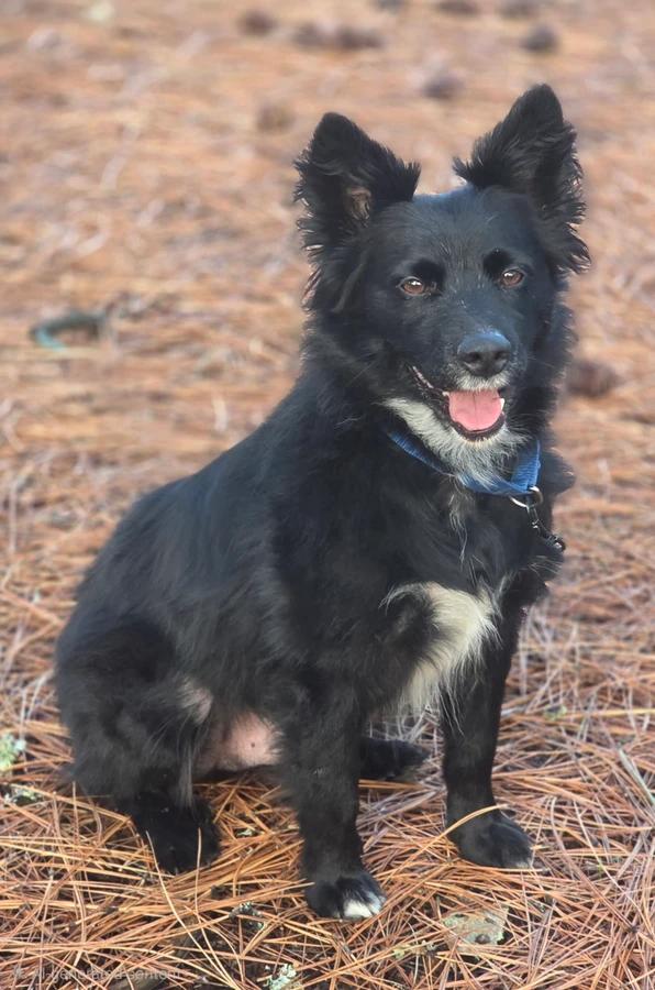 Enlarge Bear, a Adoptable Border Collie in Elk, WA image 6/6