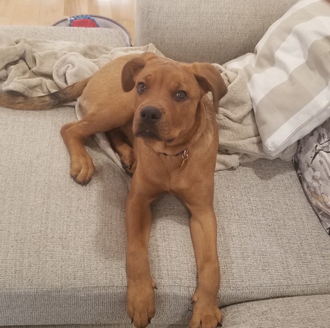 Sunny, Adopted, Puppy Female Cane Corso & Rottweiler.