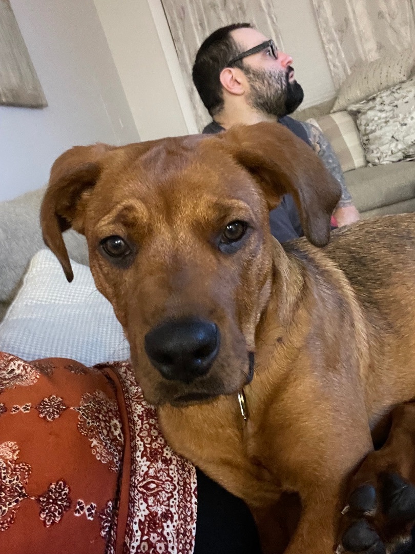 Enlarge Sunny, a Adopted mixed breed in Far Hills, NJ image 2/6