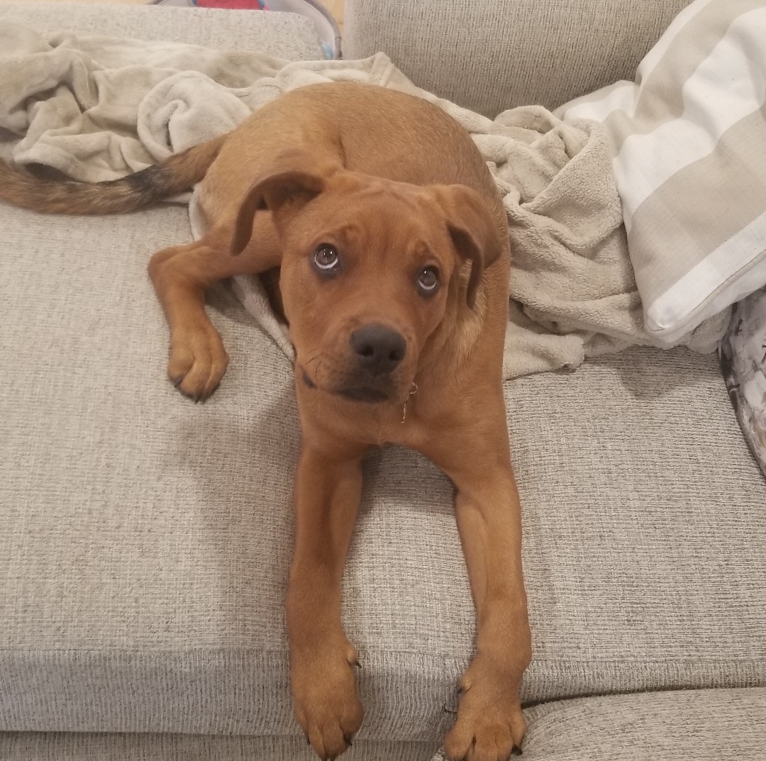 Enlarge Sunny, a Adopted mixed breed in Far Hills, NJ image 5/6