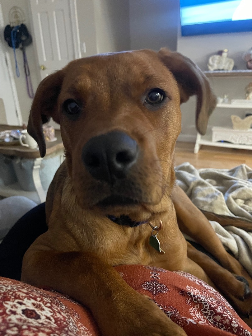 Enlarge Sunny, a Adopted mixed breed in Far Hills, NJ image 6/6