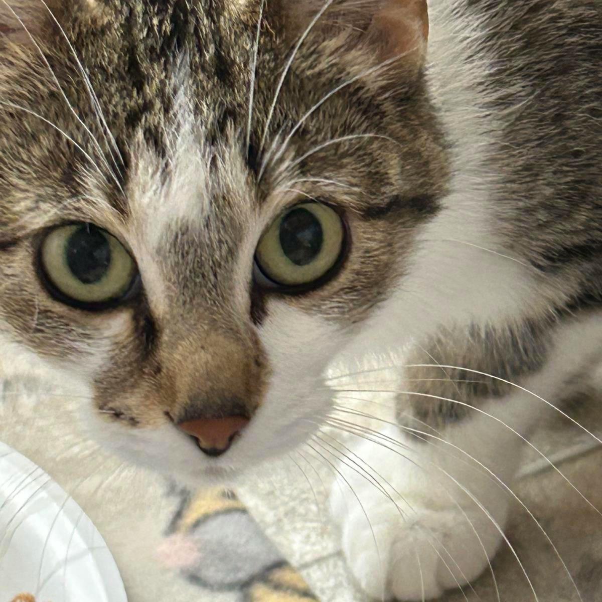 Enlarge Chicken Noodle, a Adoptable Domestic Short Hair in Plover, WI image 1/2