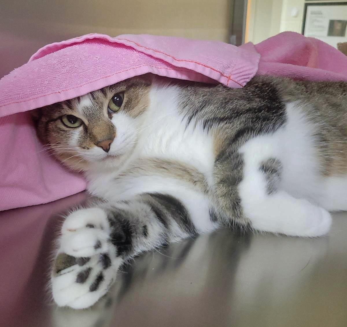 Enlarge Chicken Noodle, a Adoptable Domestic Short Hair in Plover, WI image 2/2