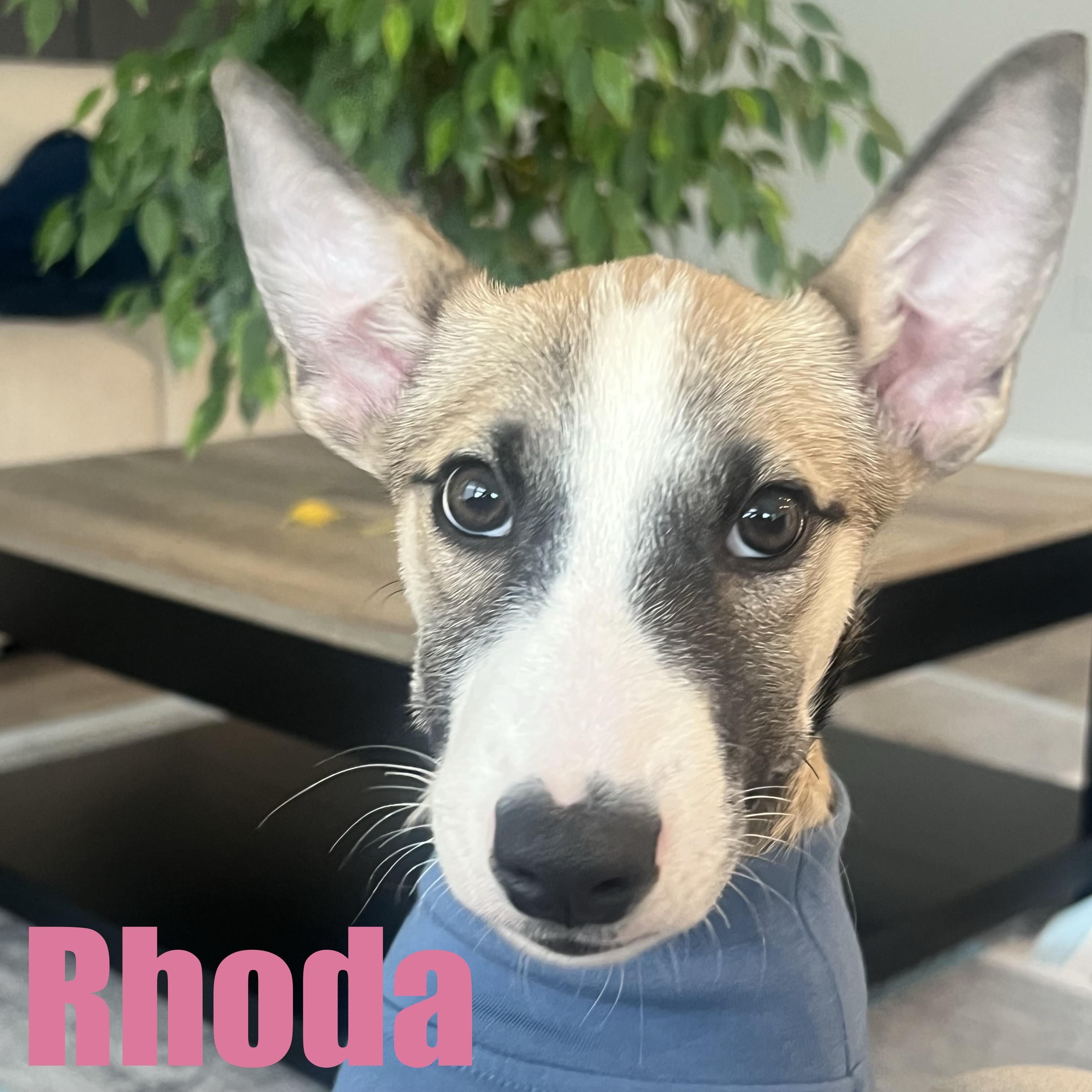 Rhoda