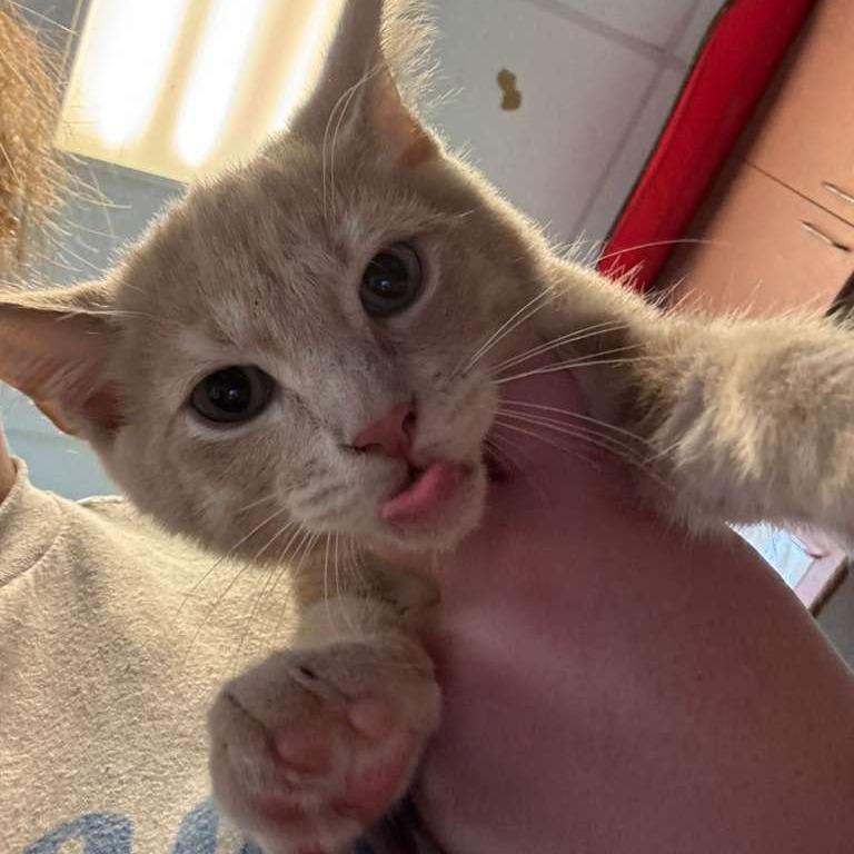 Enlarge Marlin, a Adoptable Domestic Short Hair in Gadsden, AL image 1/1