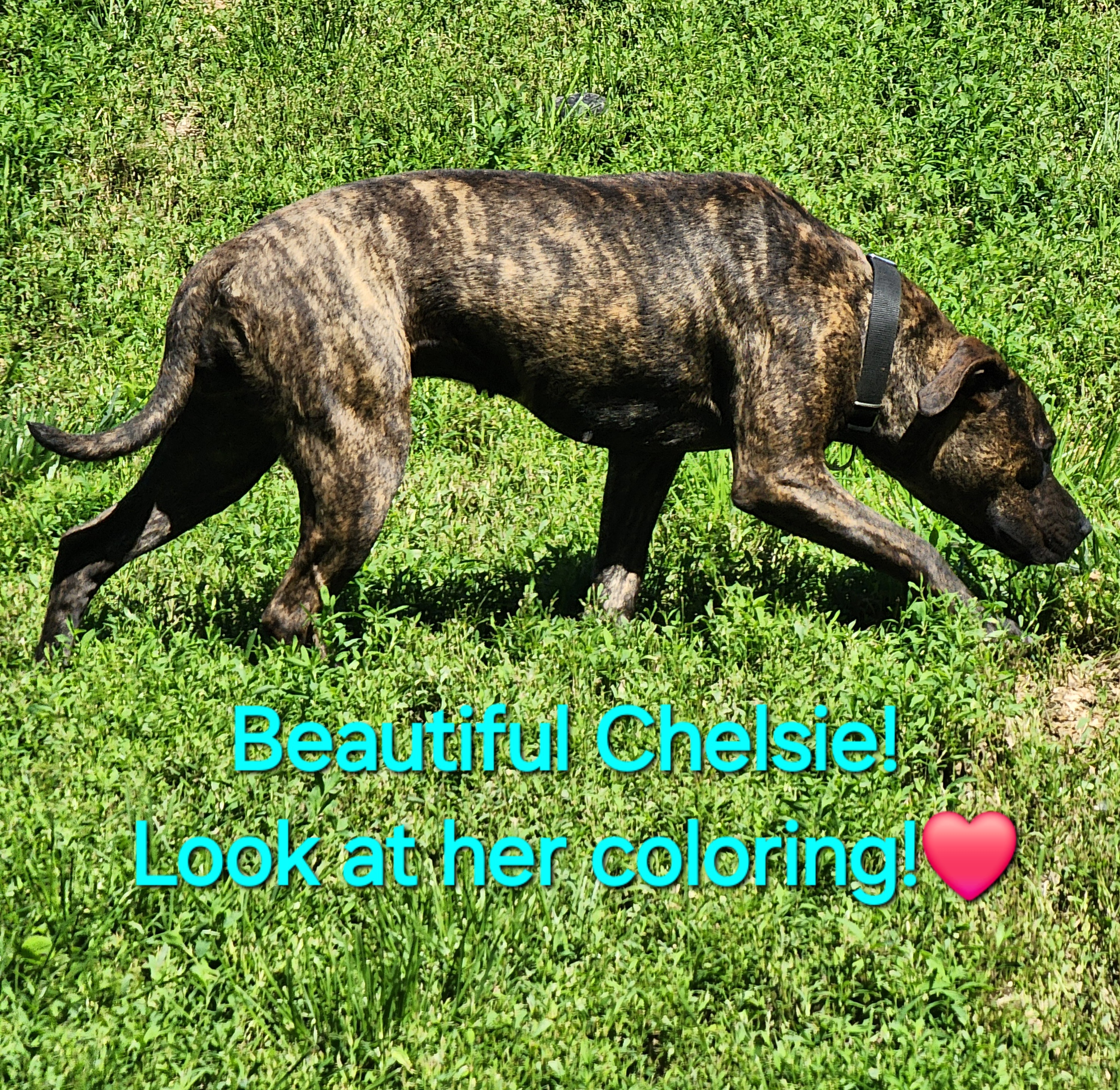 Chelsie, an adoptable Black Mouth Cur, Terrier in Clinton, MO, 64735 | Photo Image 4
