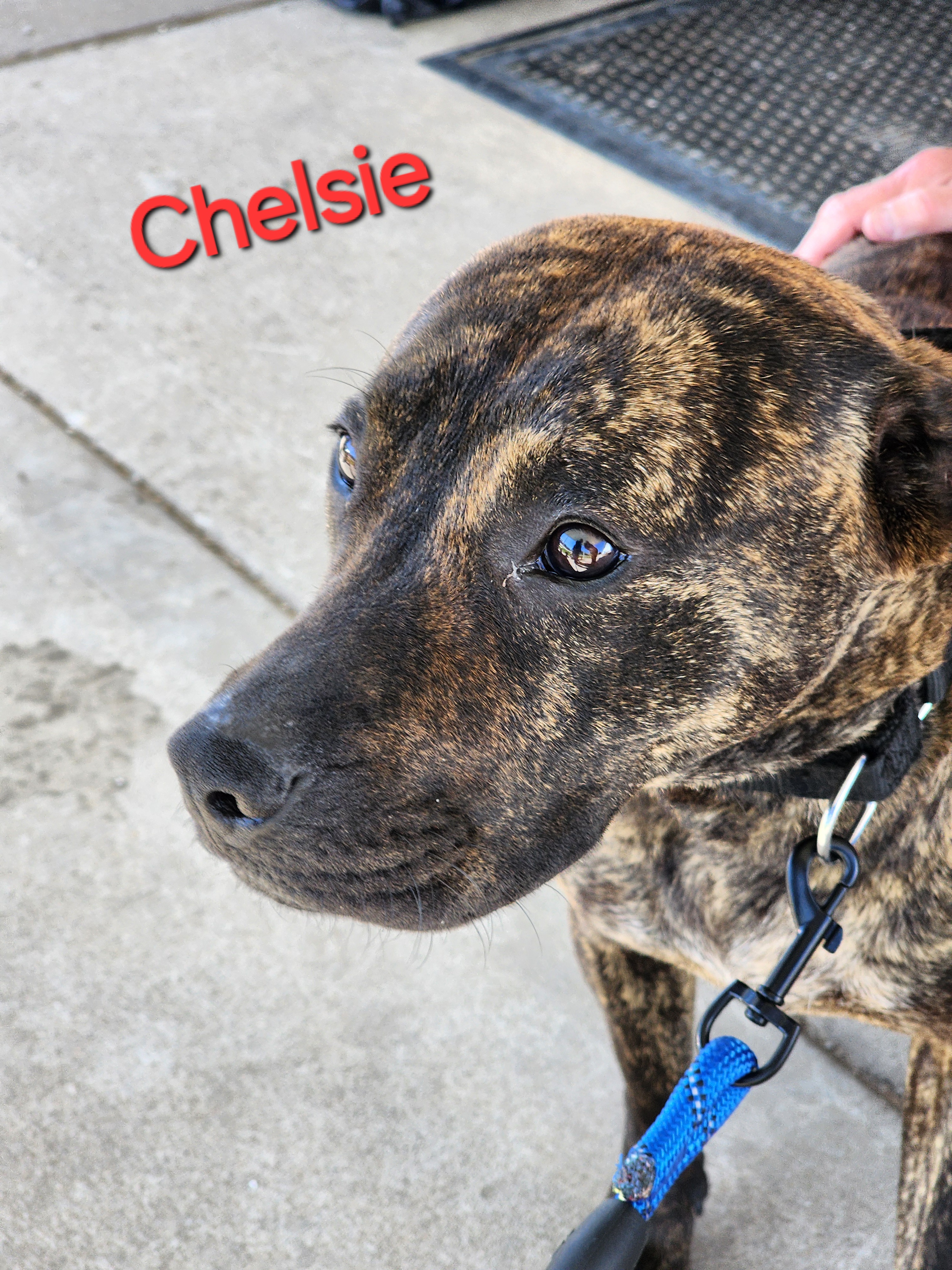 Chelsie, an adoptable Black Mouth Cur, Terrier in Clinton, MO, 64735 | Photo Image 2