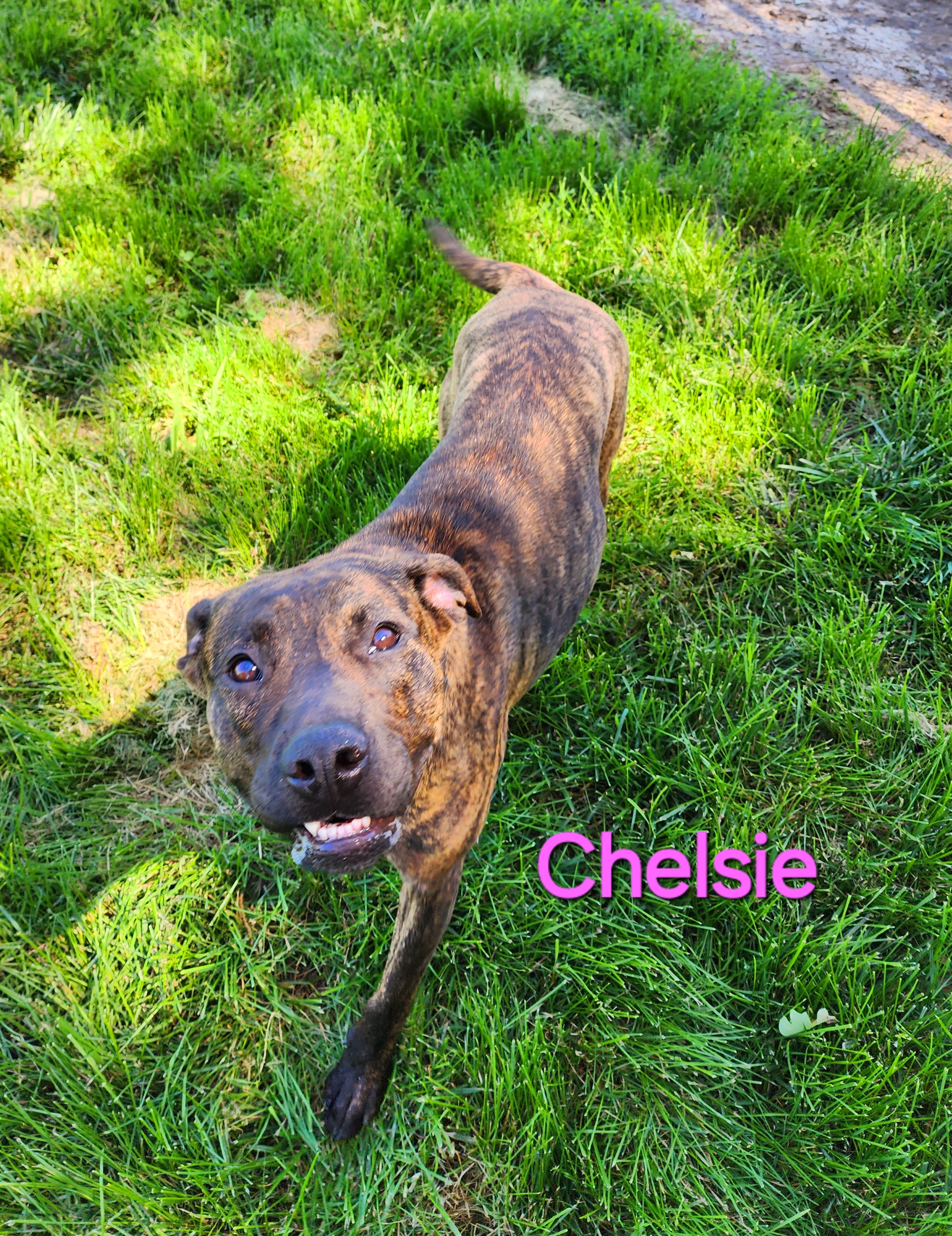 Chelsie, an adoptable Black Mouth Cur, Terrier in Clinton, MO, 64735 | Photo Image 1