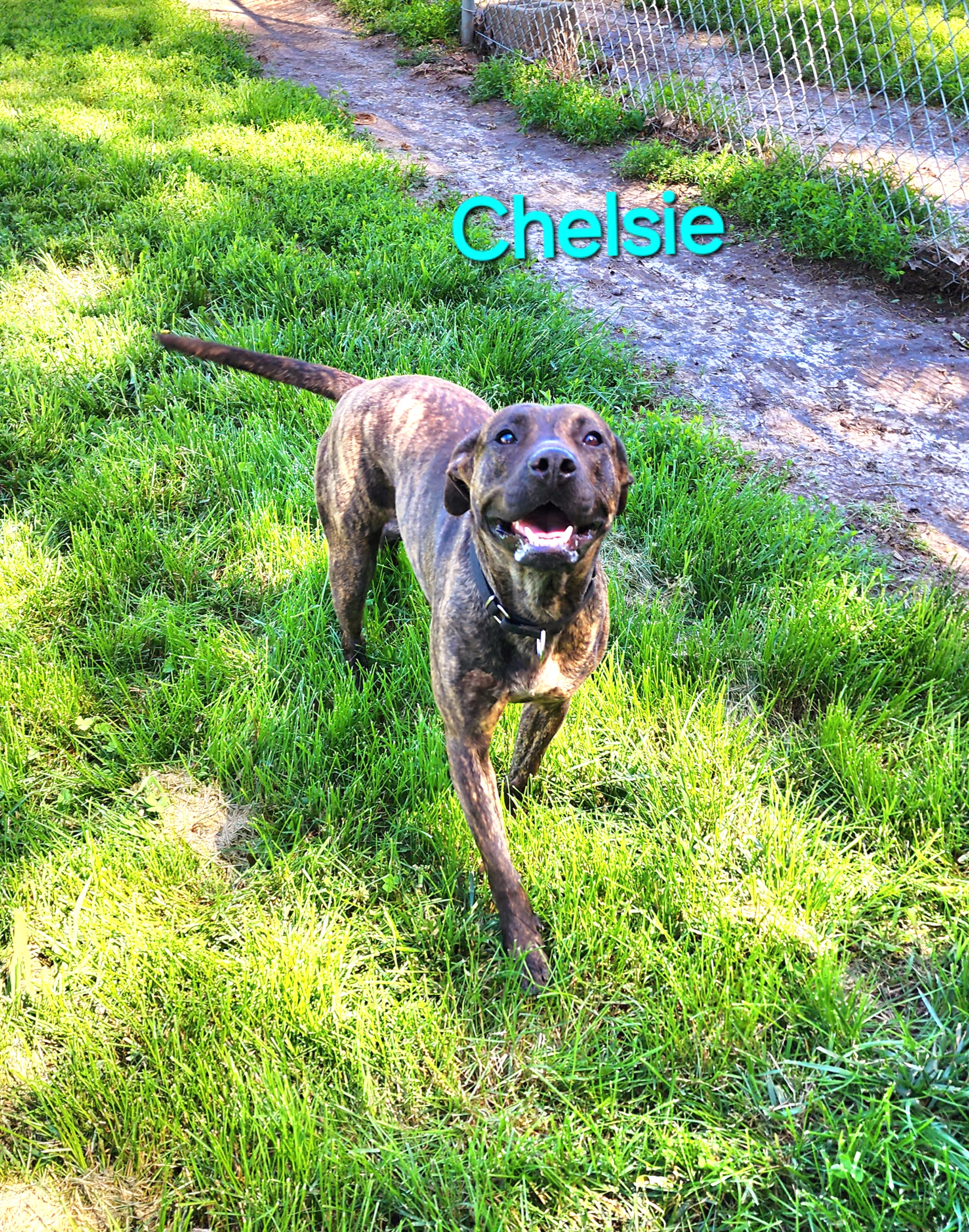 Chelsie, an adoptable Black Mouth Cur, Terrier in Clinton, MO, 64735 | Photo Image 3