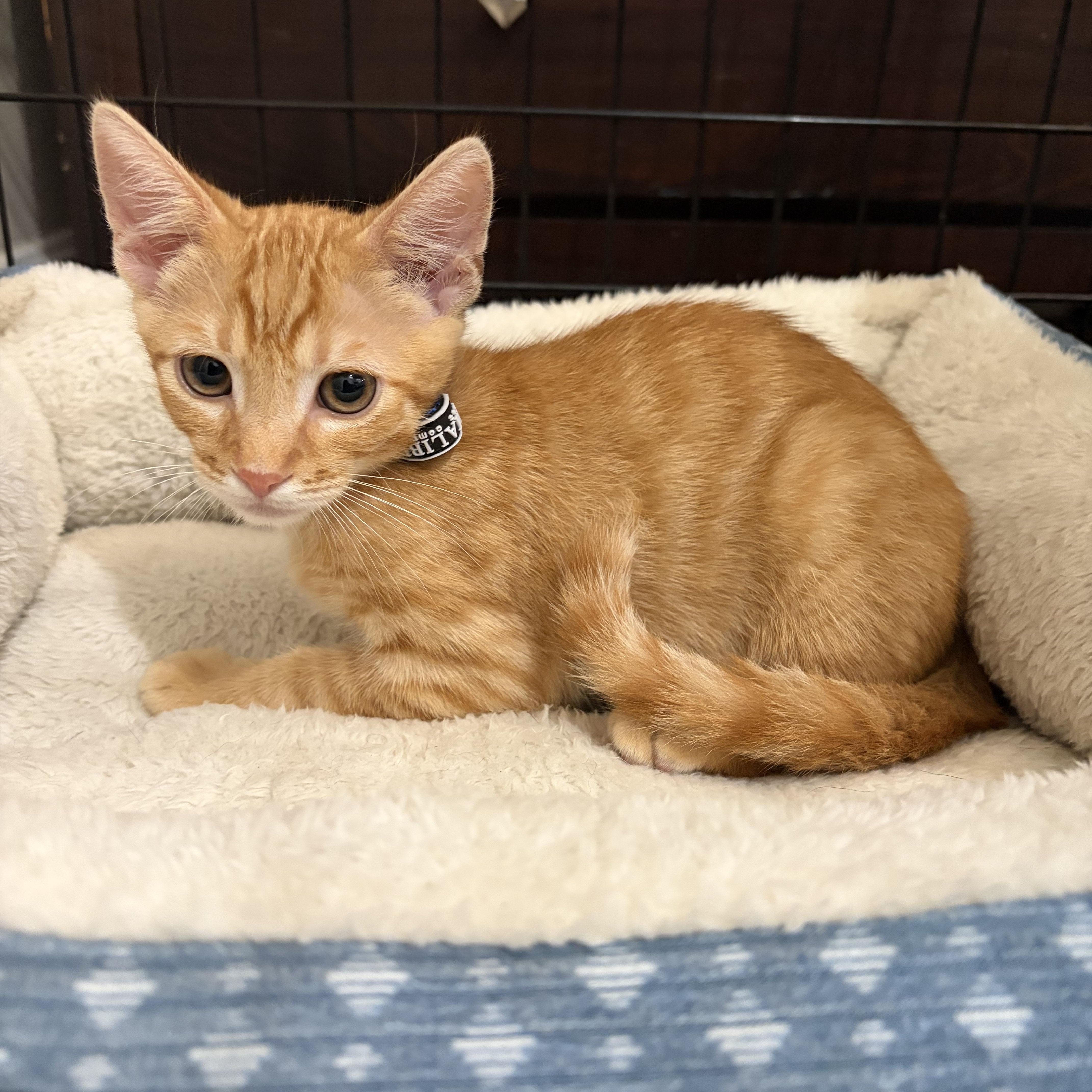 Ochoa, ADOPTABLE, Kitten Male Tabby.