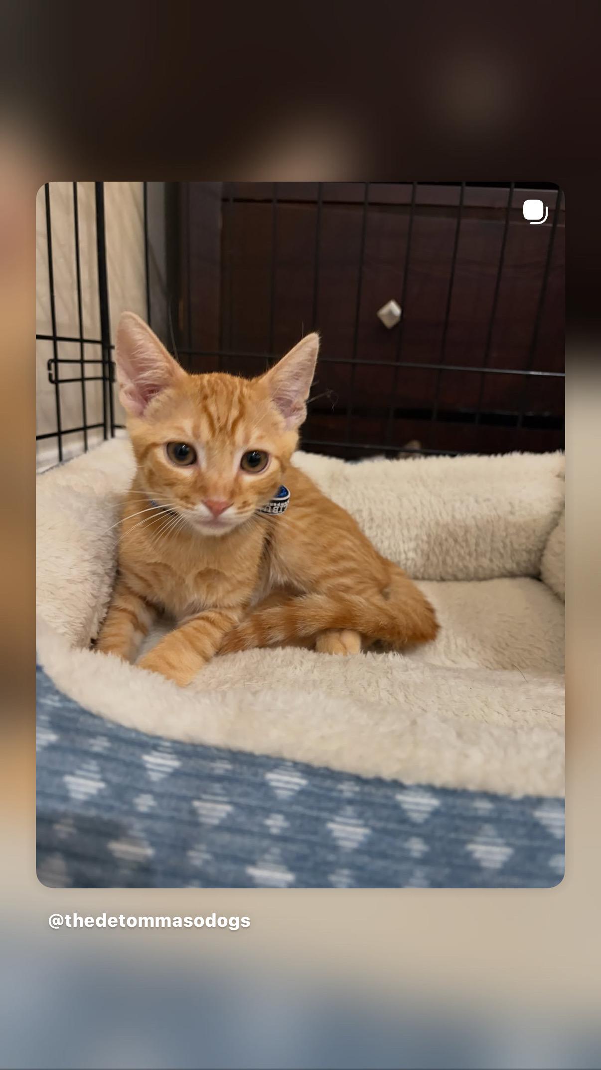 Ochoa, a ADOPTABLE Tabby in Poway, CA image 2/3