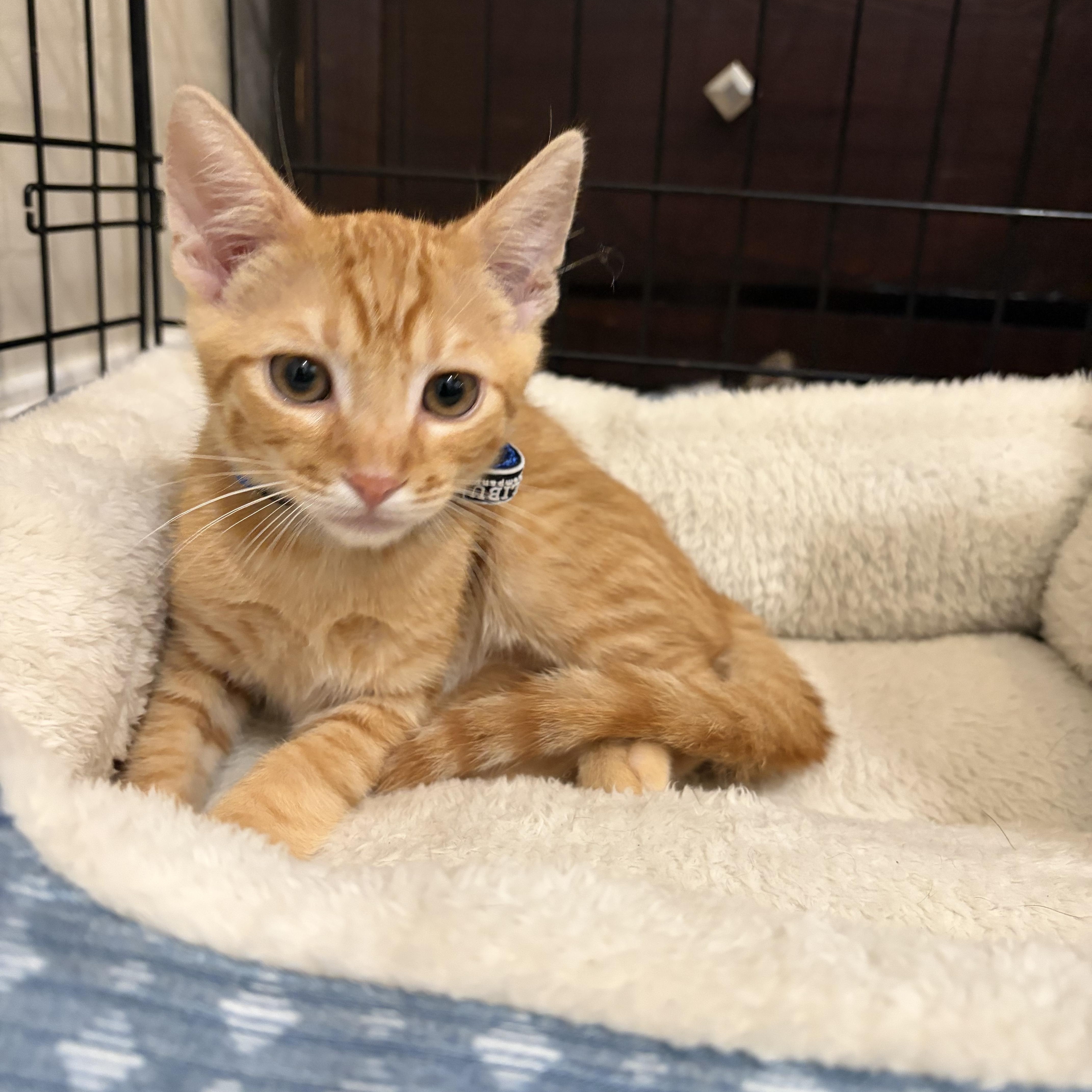 Ochoa, a ADOPTABLE Tabby in Poway, CA image 3/3