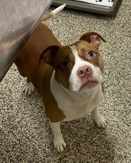 Enlarge Nala, a Adoptable mixed breed in Detroit, MI image 1/1