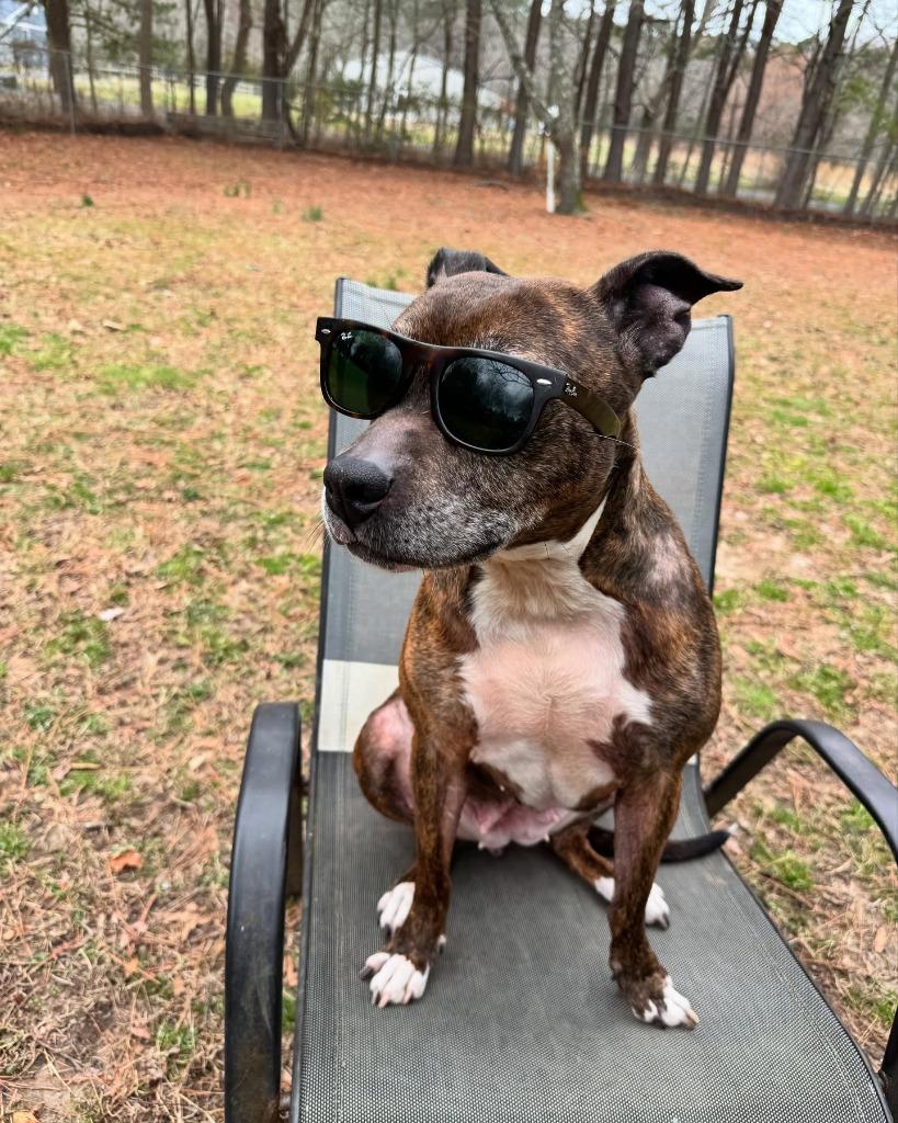 Noodle "Betsy, a Adoptable Pit Bull Terrier in Berlin, MD image 3/6