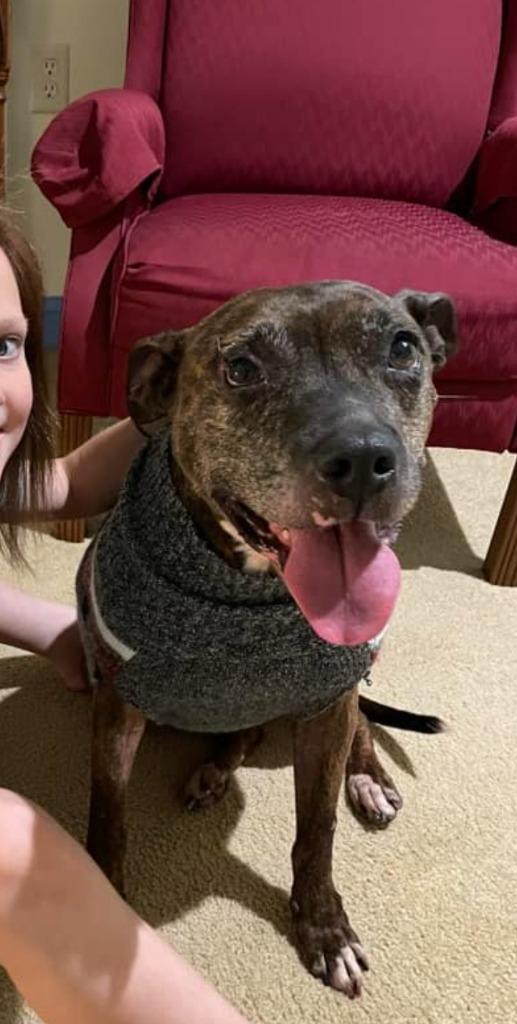 Noodle "Betsy, a Adoptable Pit Bull Terrier in Berlin, MD image 4/6