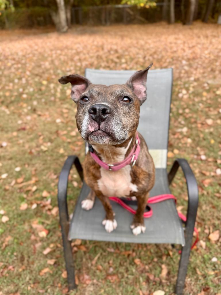 Noodle "Betsy, a Adoptable Pit Bull Terrier in Berlin, MD image 5/6