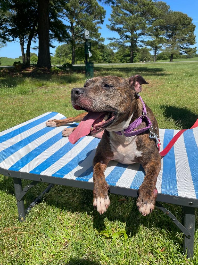 Noodle "Betsy, a Adoptable Pit Bull Terrier in Berlin, MD image 6/6