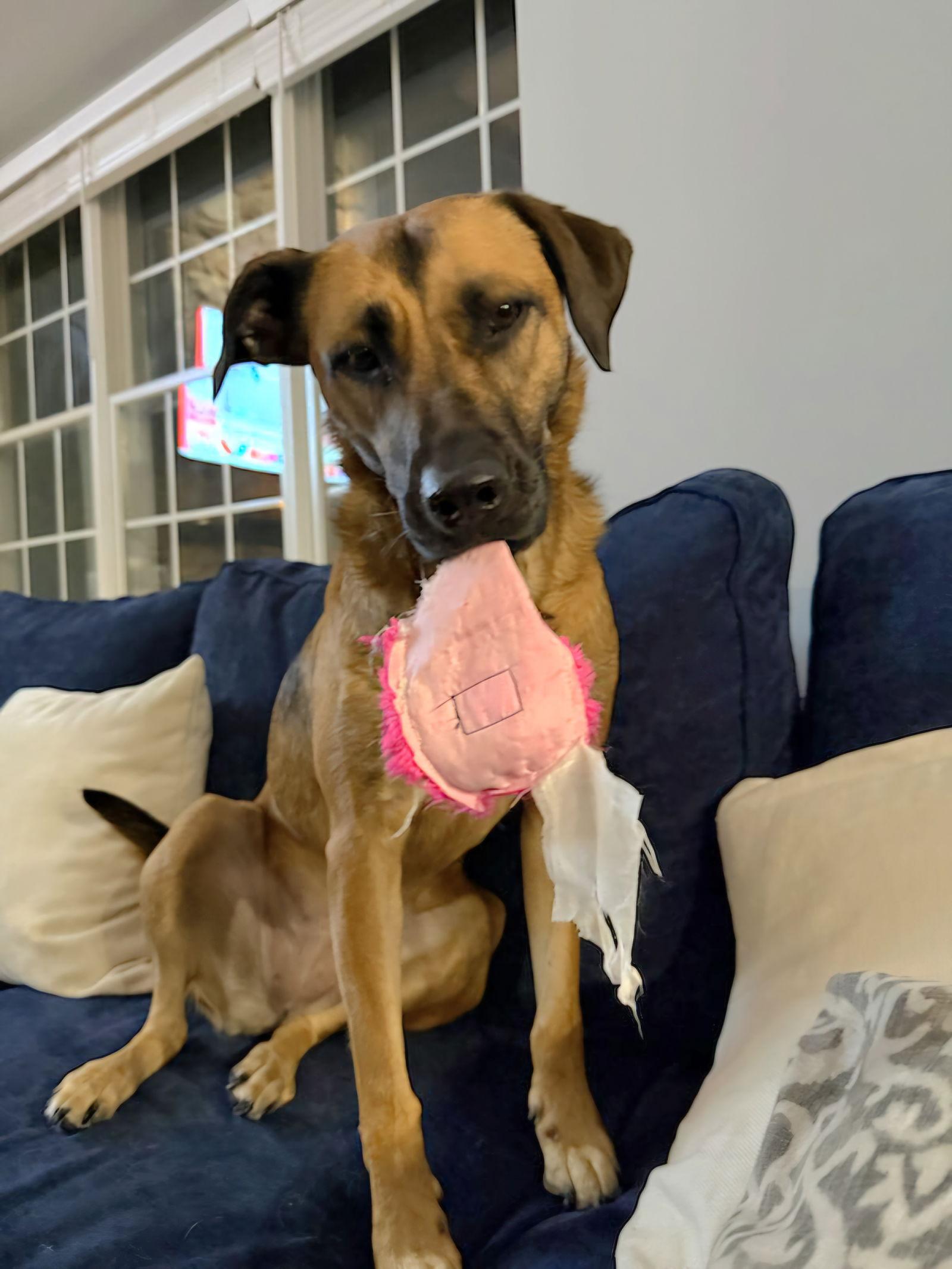 Allie *, a Adoptable mixed breed in Royal Palm Beach, FL image 1/3