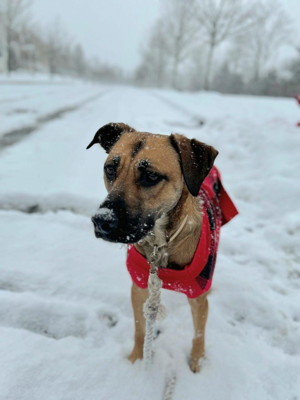 Allie *, a Adoptable mixed breed in Royal Palm Beach, FL image 2/3