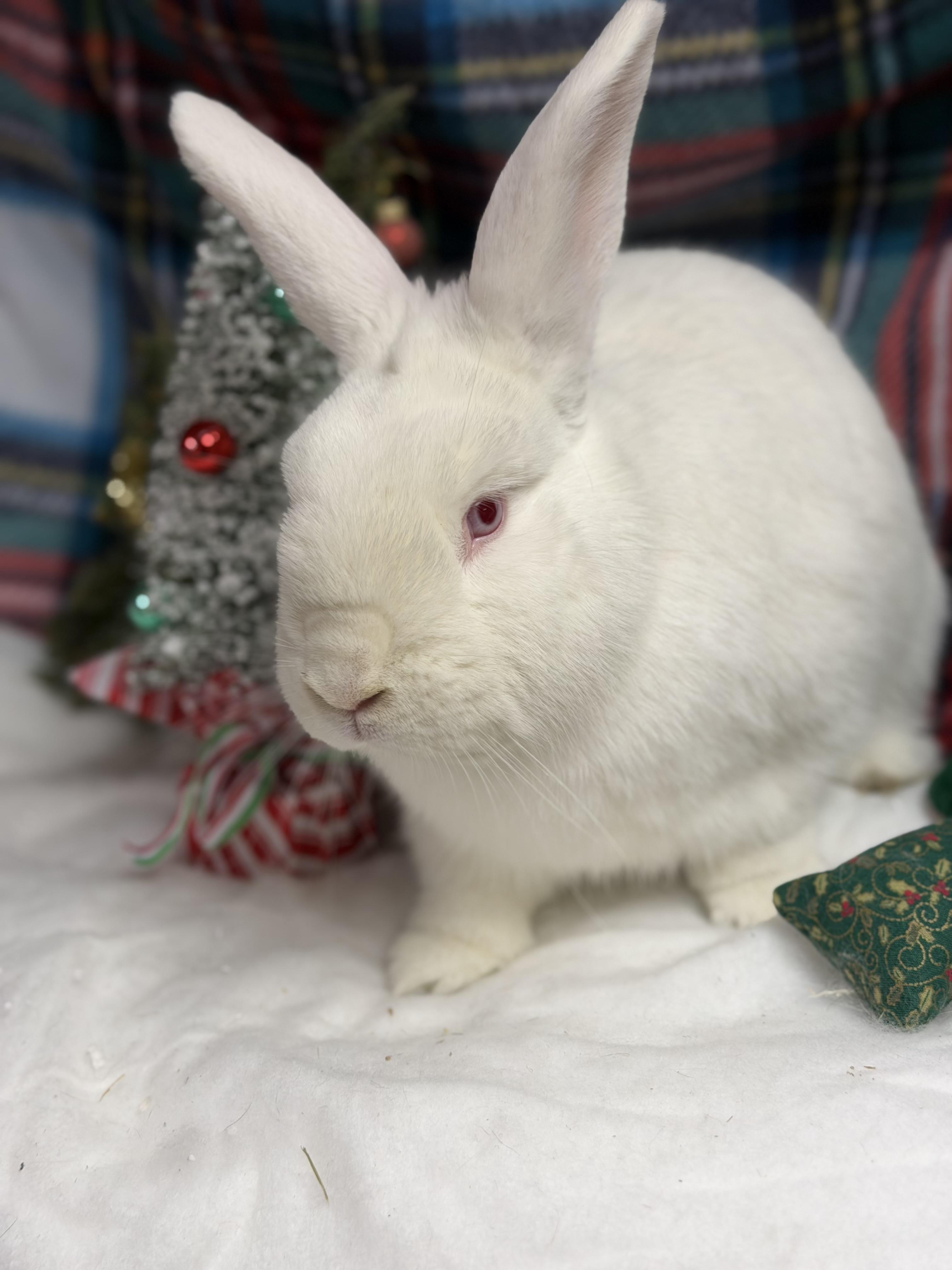 Casper: video!!, a Adoptable New Zealand in Edinburg, PA image 1/6