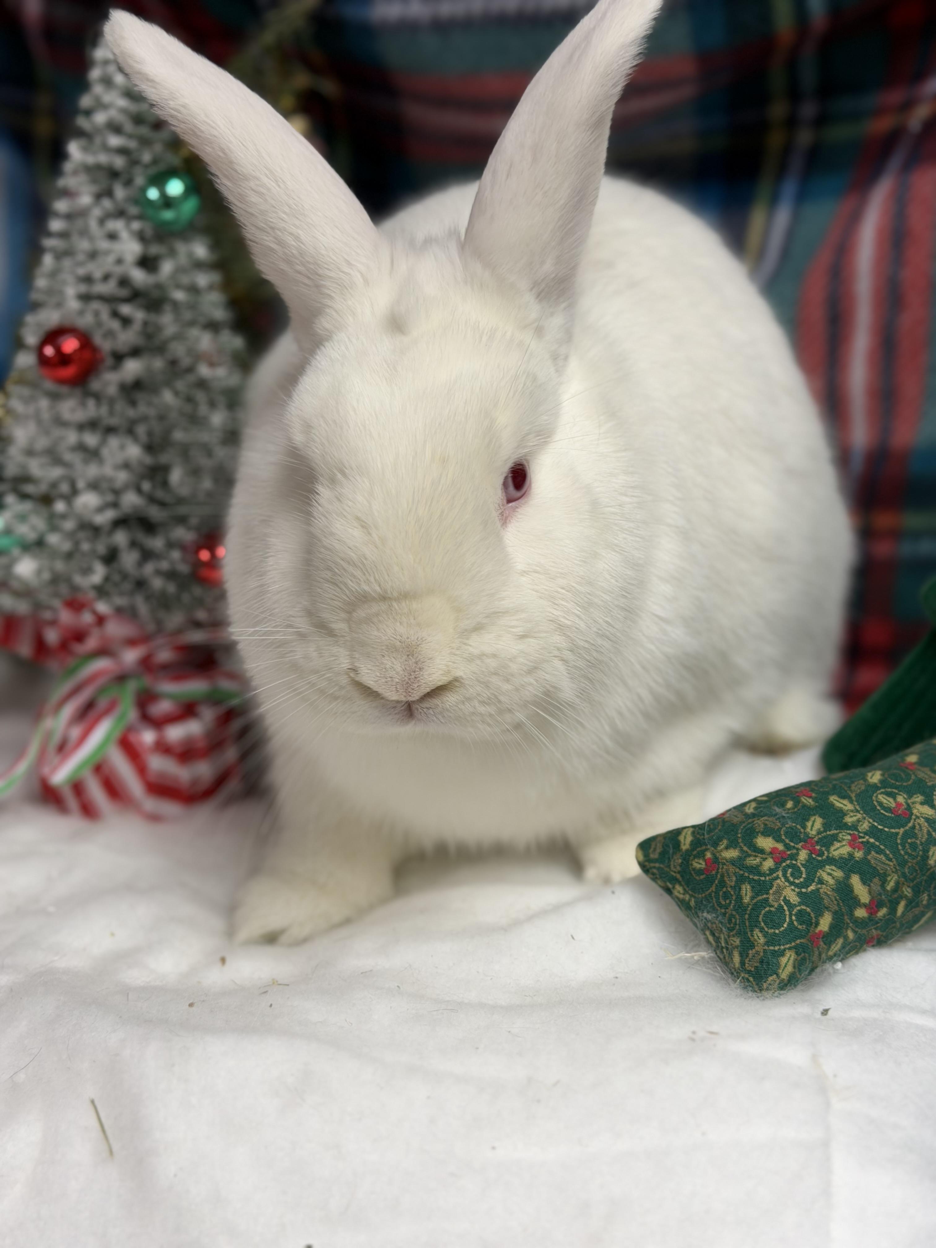 Casper: video!!, a Adoptable New Zealand in Edinburg, PA image 2/6