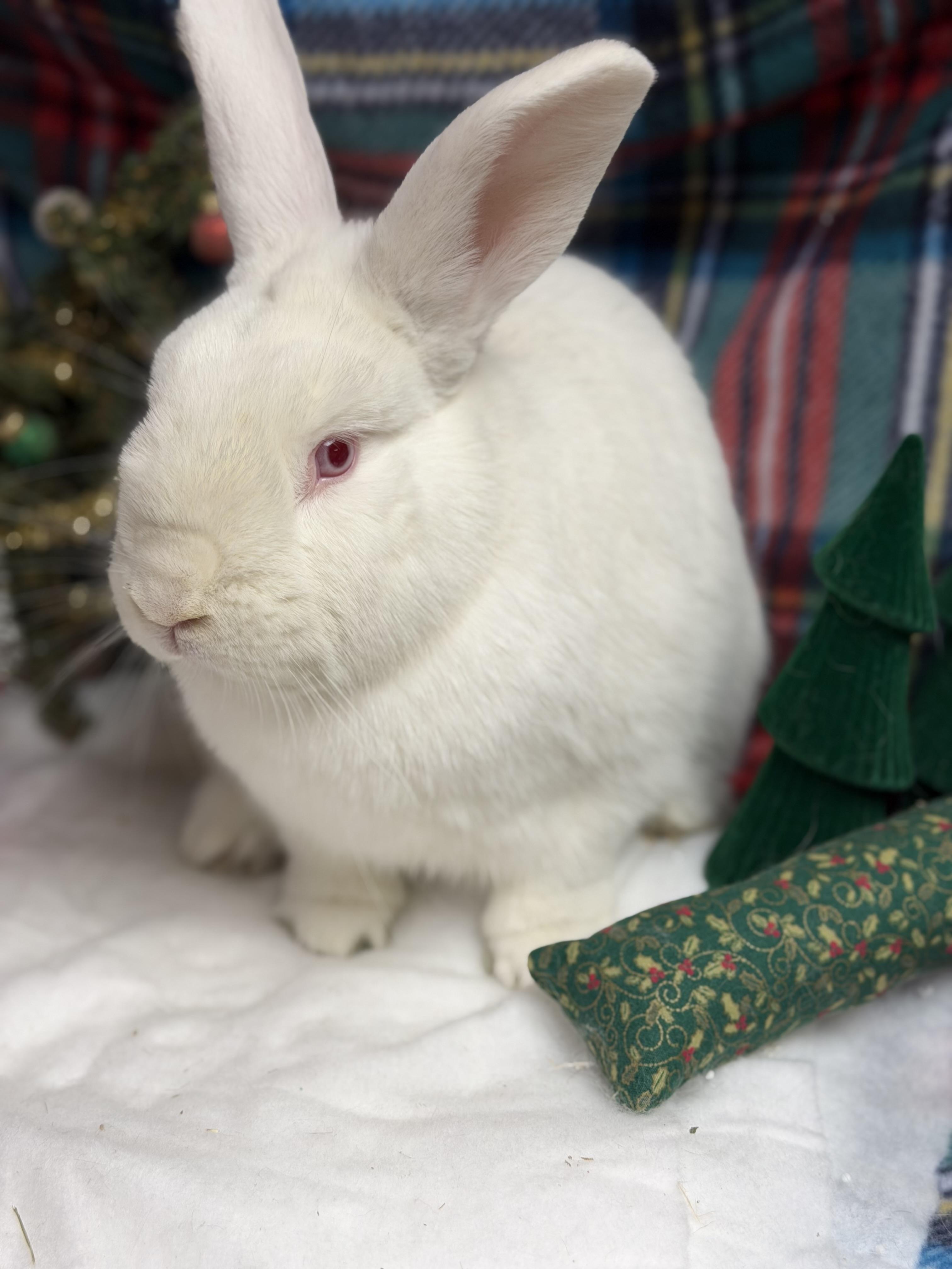 Casper: video!!, a Adoptable New Zealand in Edinburg, PA image 3/6